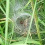 nursery web spider